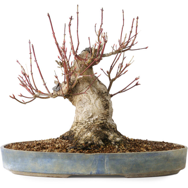 Acer palmatum, 21 cm, ± 25 jaar oud, met een nebari van 12 cm, in een Seto Yaki pot