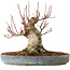 Acer palmatum, 21 cm, ± 25 jaar oud, met een nebari van 12 cm, in een Seto Yaki pot