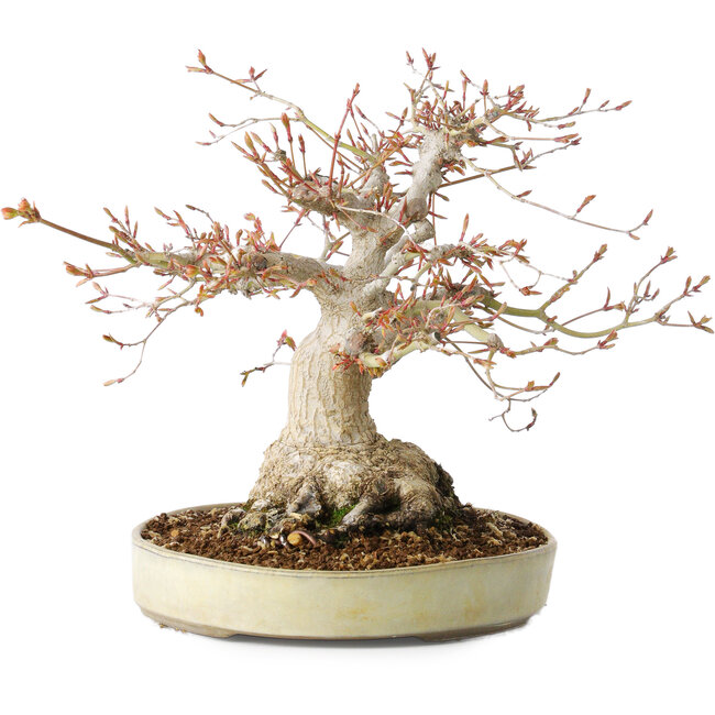 Acer palmatum, 21 cm, ± 35 ans, avec un nebari de 17 cm, du jardin de Shinji Suzuki