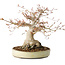 Acer palmatum, 21 cm, ± 35 years old, with a nebari of 17 cm, from the garden of Shinji Suzuki