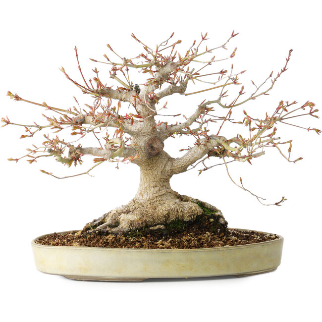 Acer palmatum, 21 cm, ± 35 jaar oud, met een nebari van 17 cm, uit de tuin van Shinji Suzuki