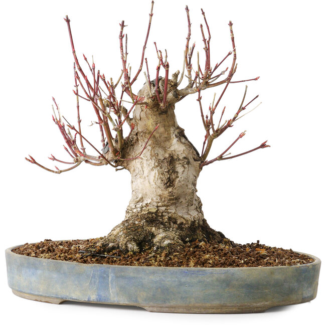 Acer palmatum, 21 cm, ± 25 years old, with a nebari of 12 cm, in a Seto Yaki pot