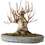 Acer palmatum, 21 cm, ± 25 jaar oud, met een nebari van 12 cm, in een Seto Yaki pot