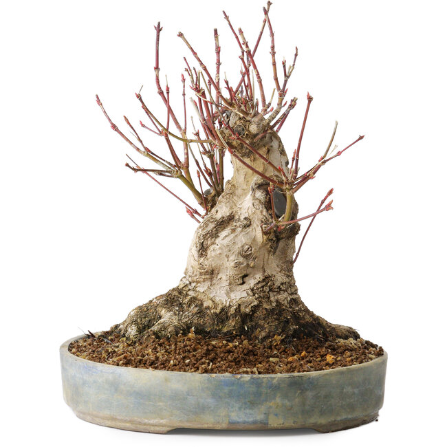 Acer palmatum, 21 cm, ± 25 years old, with a nebari of 12 cm, in a Seto Yaki pot