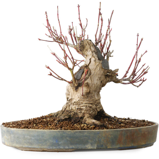 Acer palmatum, 21 cm, ± 25 anni, con un nebari di 12 cm, in un vaso Seto Yaki