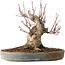 Acer palmatum, 21 cm, ± 25 años, con un nebari de 12 cm, en una maceta Seto Yaki
