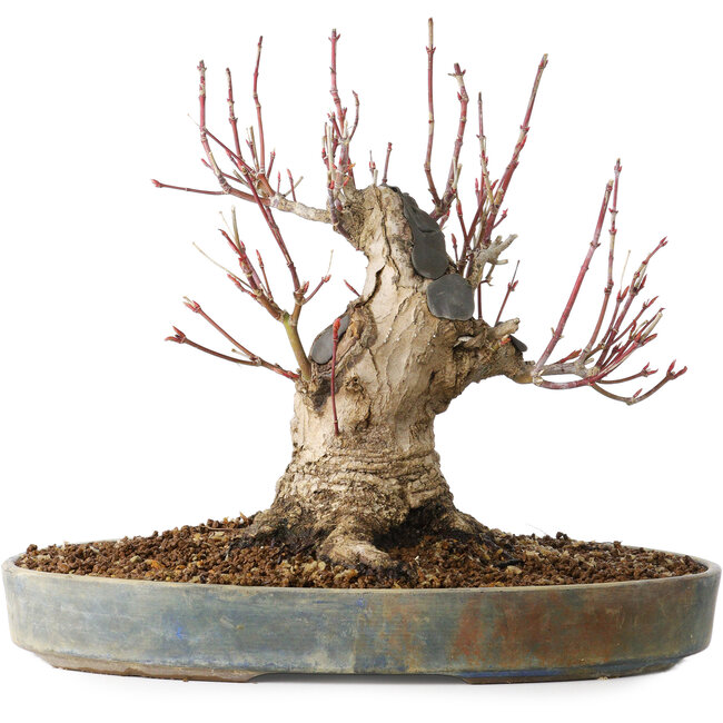 Acer palmatum, 21 cm, ± 25 years old, with a nebari of 12 cm, in a Seto Yaki pot
