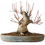 Acer palmatum, 21 cm, ± 25 años, con un nebari de 12 cm, en una maceta Seto Yaki