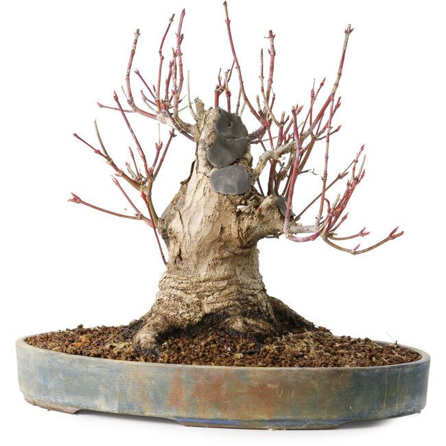Acer palmatum, 21 cm, ± 25 años, con un nebari de 12 cm, en una maceta Seto Yaki