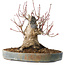 Acer palmatum, 21 cm, ± 25 jaar oud, met een nebari van 12 cm, in een Seto Yaki pot