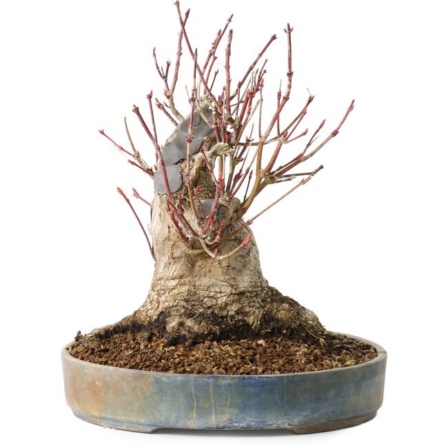 Acer palmatum, 21 cm, ± 25 ans, avec un nebari de 12 cm, dans un pot Seto Yaki