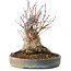 Acer palmatum, 21 cm, ± 25 años, con un nebari de 12 cm, en una maceta Seto Yaki