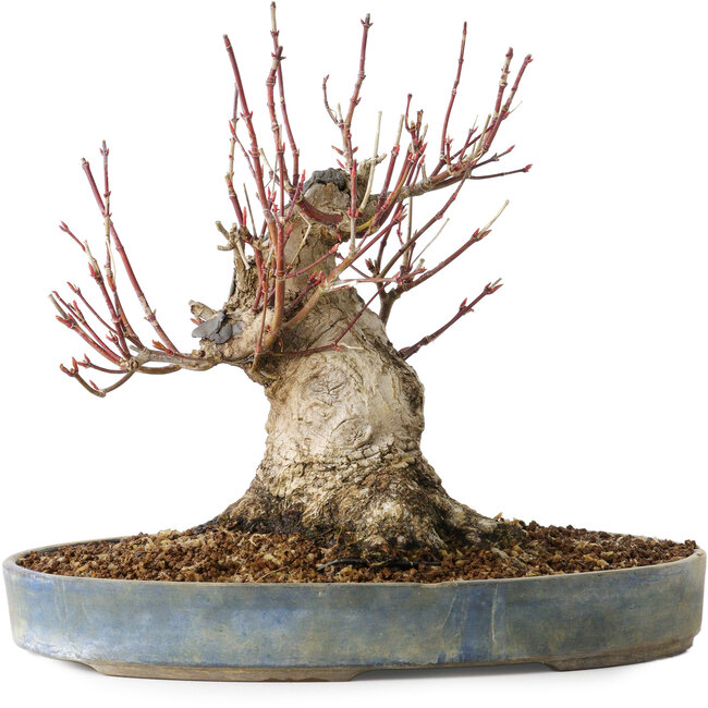 Acer palmatum, 21 cm, ± 25 years old, with a nebari of 12 cm, in a Seto Yaki pot