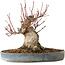 Acer palmatum, 21 cm, ± 25 jaar oud, met een nebari van 12 cm, in een Seto Yaki pot
