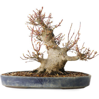 Seto Yaki Acer palmatum, 22 cm, ± 25 jaar oud