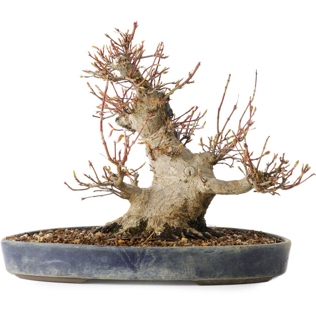 Acer palmatum, 22 cm, ± 25 years old, with a nebari of 13 cm, in a Seto Yaki pot