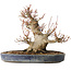 Acer palmatum, 22 cm, ± 25 ans, avec un nebari de 13 cm, dans un pot Seto Yaki