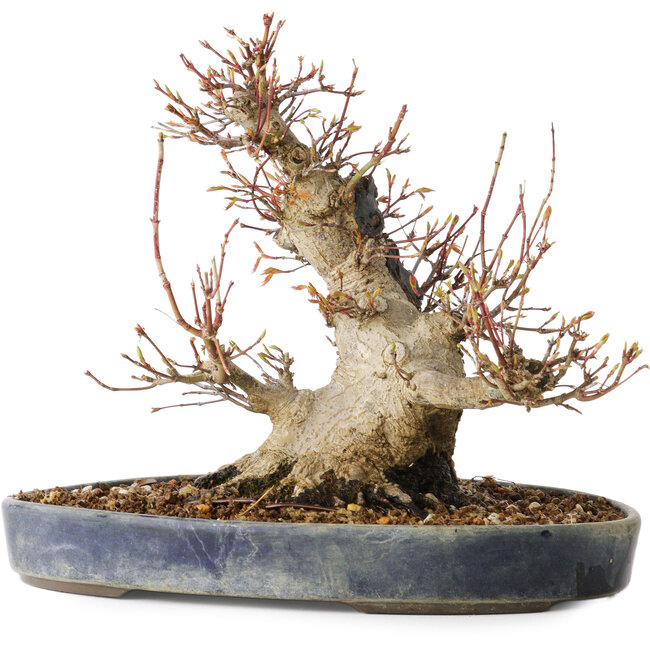 Acer palmatum, 22 cm, ± 25 anni, con un nebari di 13 cm, in un vaso Seto Yaki