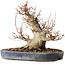 Acer palmatum, 22 cm, ± 25 jaar oud, met een nebari van 13 cm, in een Seto Yaki pot