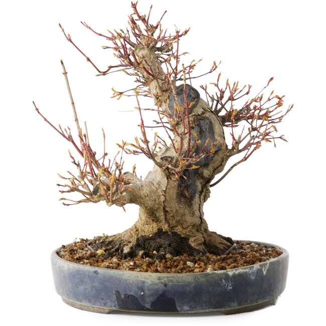 Acer palmatum, 22 cm, ± 25 Jahre alt, mit einem Nebari von 13 cm, in einem Seto Yaki Topf