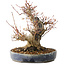 Acer palmatum, 22 cm, ± 25 jaar oud, met een nebari van 13 cm, in een Seto Yaki pot