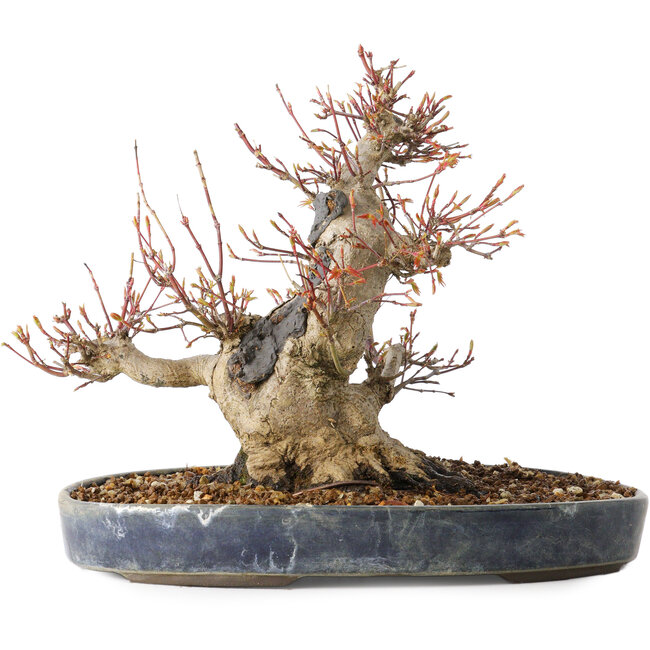 Acer palmatum, 22 cm, ± 25 ans, avec un nebari de 13 cm, dans un pot Seto Yaki