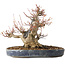 Acer palmatum, 22 cm, ± 25 jaar oud, met een nebari van 13 cm, in een Seto Yaki pot