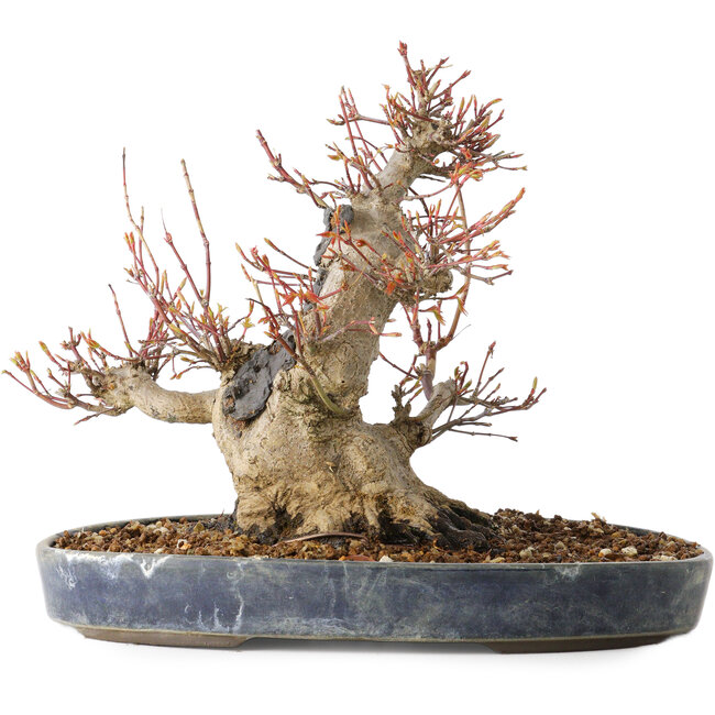 Acer palmatum, 22 cm, ± 25 years old, with a nebari of 13 cm, in a Seto Yaki pot