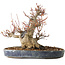 Acer palmatum, 22 cm, ± 25 jaar oud, met een nebari van 13 cm, in een Seto Yaki pot