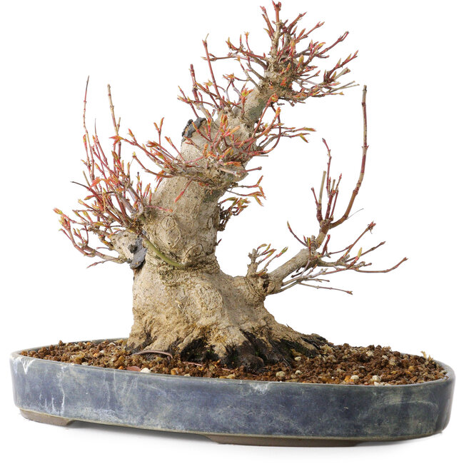 Acer palmatum, 22 cm, ± 25 anni, con un nebari di 13 cm, in un vaso Seto Yaki