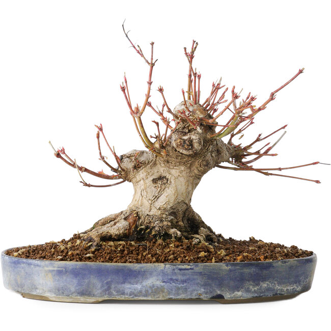 Acer palmatum, 18 cm, ± 25 jaar oud, met een nebari van 13 cm, in een Seto Yaki pot