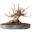 Acer palmatum, 18 cm, ± 25 jaar oud, met een nebari van 13 cm, in een Seto Yaki pot