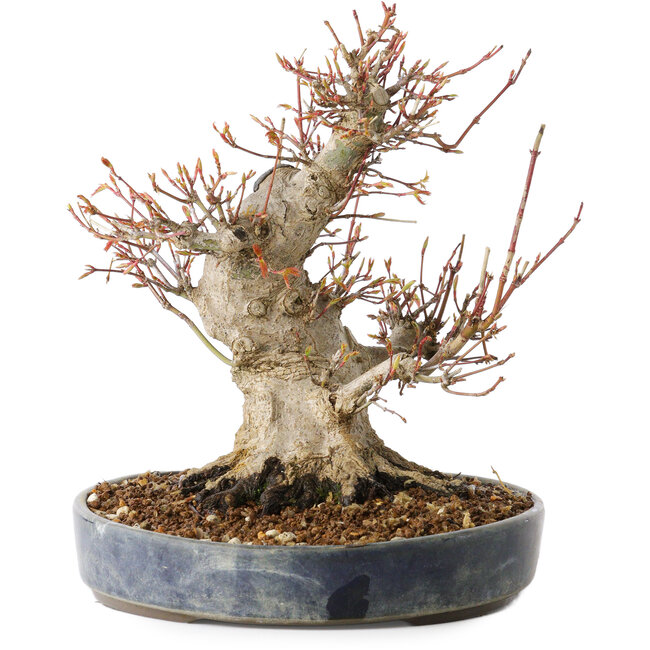 Acer palmatum, 22 cm, ± 25 jaar oud, met een nebari van 13 cm, in een Seto Yaki pot