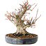 Acer palmatum, 22 cm, ± 25 jaar oud, met een nebari van 13 cm, in een Seto Yaki pot