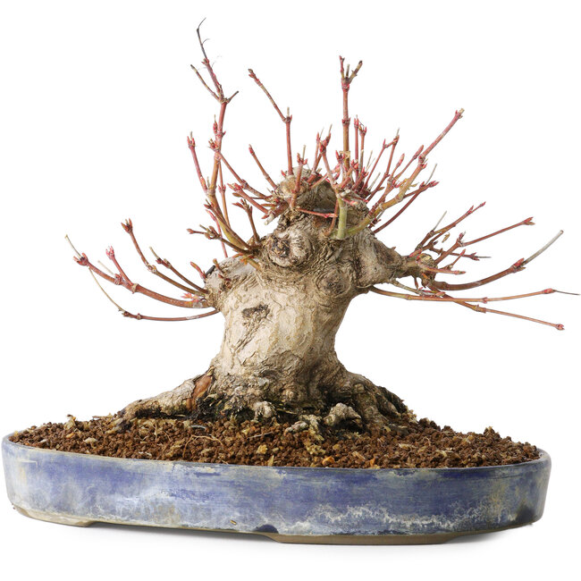 Acer palmatum, 18 cm, ± 25 años, con un nebari de 13 cm, en una maceta Seto Yaki