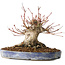 Acer palmatum, 18 cm, ± 25 jaar oud, met een nebari van 13 cm, in een Seto Yaki pot