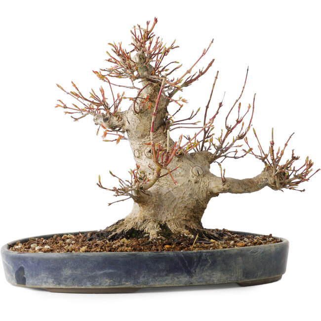 Acer palmatum, 22 cm, ± 25 ans, avec un nebari de 13 cm, dans un pot Seto Yaki