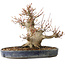 Acer palmatum, 22 cm, ± 25 jaar oud, met een nebari van 13 cm, in een Seto Yaki pot