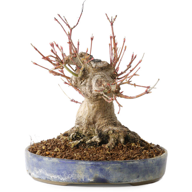 Acer palmatum, 18 cm, ± 25 años, con un nebari de 13 cm, en una maceta Seto Yaki