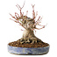 Acer palmatum, 18 cm, ± 25 jaar oud, met een nebari van 13 cm, in een Seto Yaki pot