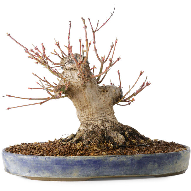 Acer palmatum, 18 cm, ± 25 jaar oud, met een nebari van 13 cm, in een Seto Yaki pot