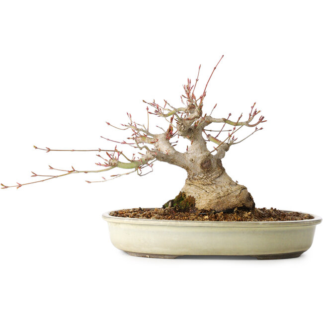Acer palmatum, 21 cm, ± 25 jaar oud, met een nebari van 11 cm, uit de tuin van Shinji Suzuki