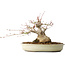 Acer palmatum, 21 cm, ± 25 jaar oud, met een nebari van 11 cm, uit de tuin van Shinji Suzuki