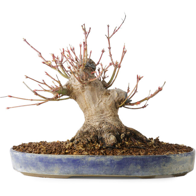 Acer palmatum, 18 cm, ± 25 jaar oud, met een nebari van 13 cm, in een Seto Yaki pot