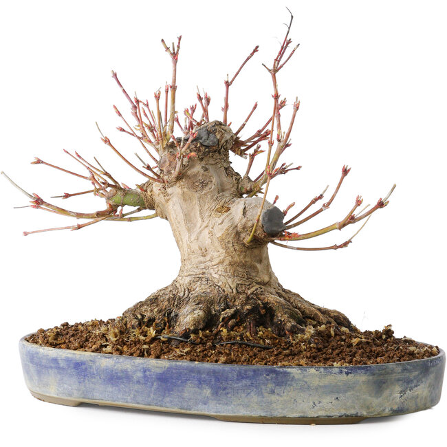 Acer palmatum, 18 cm, ± 25 years old, with a nebari of 13 cm, in a Seto Yaki pot