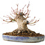 Acer palmatum, 18 cm, ± 25 jaar oud, met een nebari van 13 cm, in een Seto Yaki pot
