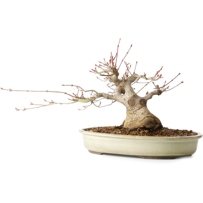 Acer palmatum, 21 cm, ± 25 jaar oud, met een nebari van 11 cm, uit de tuin van Shinji Suzuki