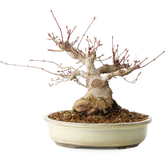 Acer palmatum, 21 cm, ± 25 years old, with a nebari of 11 cm, from the garden of Shinji Suzuki