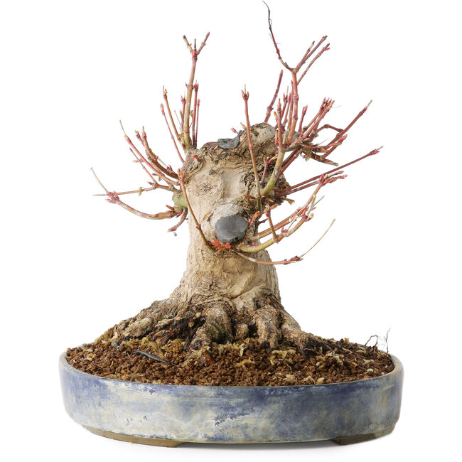 Acer palmatum, 18 cm, ± 25 Jahre alt, mit einem Nebari von 13 cm, in einem Seto Yaki Topf