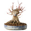 Acer palmatum, 18 cm, ± 25 jaar oud, met een nebari van 13 cm, in een Seto Yaki pot